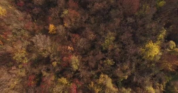 Aérea fuera del bosque de cuento de hadas cerca de las ramas de los árboles. hermosa naturaleza en otoño — Vídeo de stock