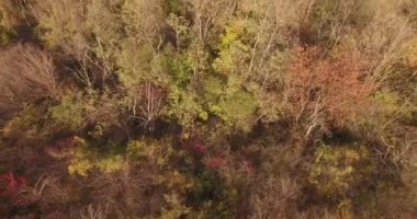 Fairytale peyzaj sonbahar - Orman ağaçları rengini değiştirme. Çok renkli doğa hava dron sahne