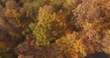 Orman, kamyon tam yük ahşap sonbahar ağaçlarda. Fairytale peyzaj sonbahar - Orman ağaçları rengini değiştirme. Çok renkli doğa hava dron sahne