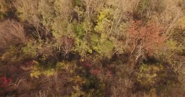 Bajkowy krajobraz jesień - drzew leśnych, zmiana koloru. Multi natura antenowe drone sceny — Wideo stockowe