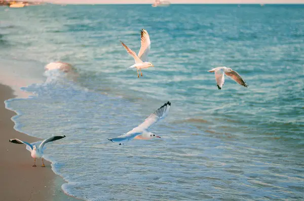Seagulls over the sea water. Sea of Azov — Stock Image Seagulls Sea Water Sea Azov Stock Image
