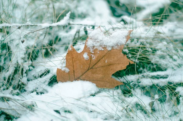 Folha Carvalho Grama Polvilhada Com Neve — Fotografia de Stock