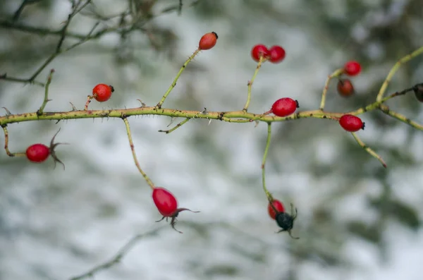 Красные Шиповники Зимой — стоковое фото