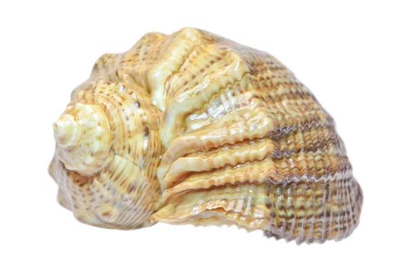 Geïsoleerde sea shell — Stockfoto