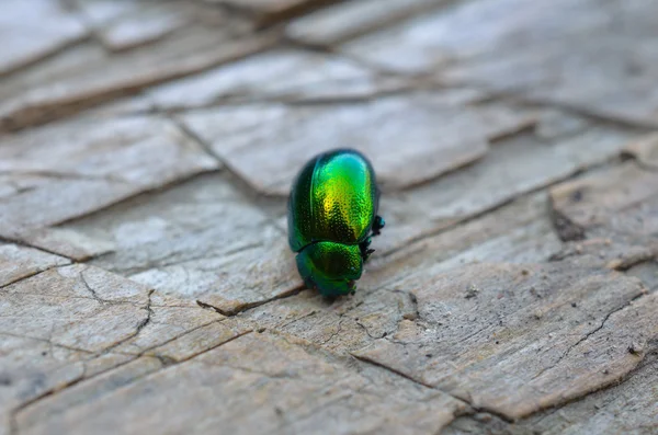 Grüner Käfer auf dem Schreibtisch — Stockfoto