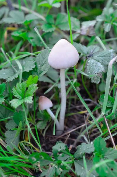 Close up of white mushrooms — Stock Photo, Image