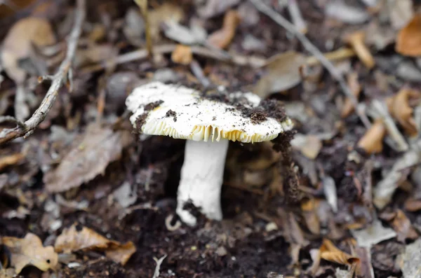 Close up of white mushroom — Stock Photo, Image
