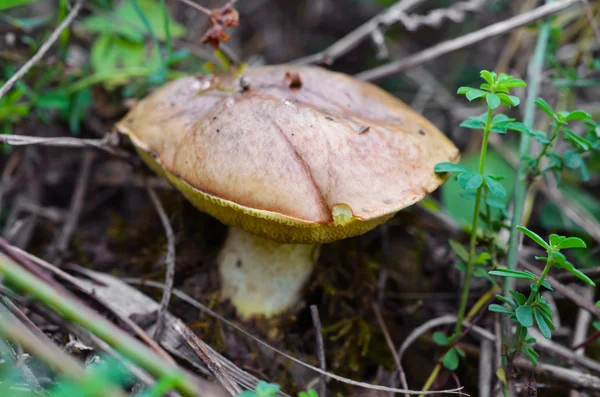 Close up of button mushroom — Stock Photo, Image