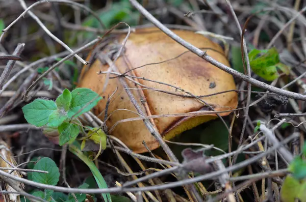 Close up of button mushroom — Stock Photo, Image