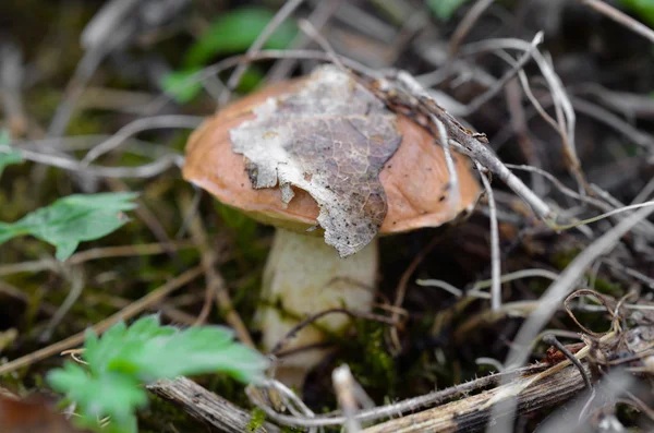 Close-up de Button Mushroom — Fotografia de Stock