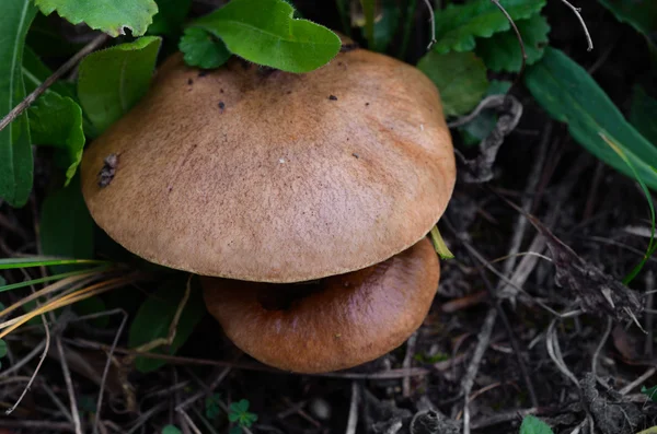 Close up of Button mushrooms — Stock Photo, Image