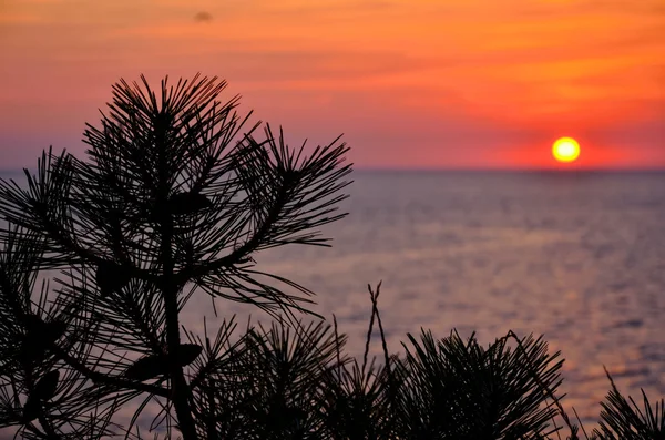 松の木の枝と夕日 — ストック写真