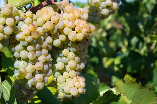 Uvas em vinha Imagens De Bancos De Imagens