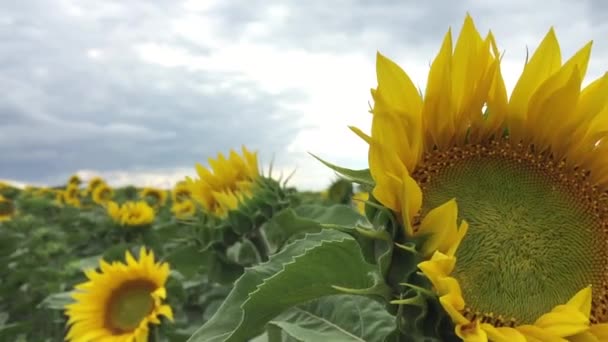 Zonnebloemen in het veld — Stockvideo