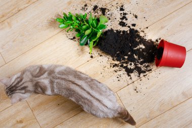 Vakum süpürge, elektrikli, ahşap, hava, Oda, el, kalem, iş, ev ödevi, hayvan,