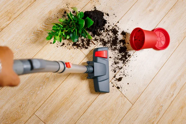 Vakuum cleaner, elektriska, trä, air, rum, hand, penna, arbeta, läxor, djur, — Stockfoto