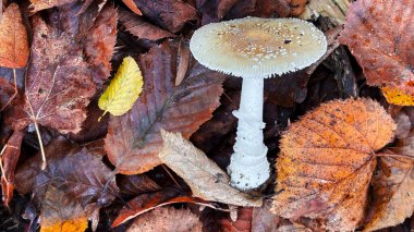 Belirgin benekli bir başlığı olan çarpıcı beyaz bir mantar nemli, renkli sonbahar yapraklarından oluşan bir yataktan çıkar ve sonbahar mevsiminin güzelliğini gözler önüne serer..