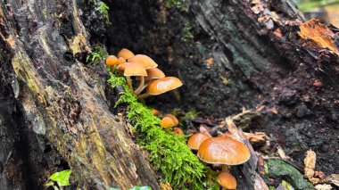 Yeşillik bir ormanda, yosun kaplı, çürüyen bir ağaç kütüğünde, küçük, turuncu kahverengi mantar kümesi. Yakın çekim doğanın karmaşık yaşam ve çürüme dokusunu vurgular.