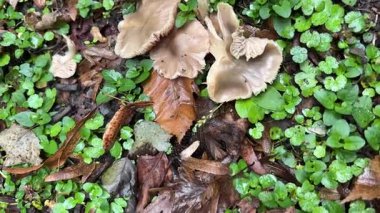 Rutubetli bir orman zemininde yetişen yabani mantarların yakın görüntüsü. Mantarlar canlı yeşil zemin örtüsü ve dağınık kahverengi sonbahar yapraklarıyla çevrilidir..