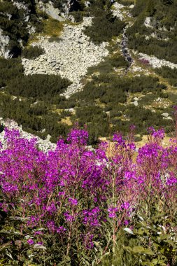 Parlak mor Fireweed kır çiçekleri tarlası Pirin Dağı 'nın engebeli yamaçlarında gelişir. Bu çarpıcı doğal manzara, Bulgar dağlarındaki yazın güzelliğini yansıtıyor..