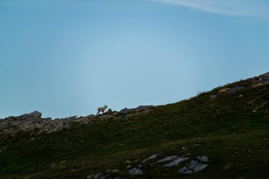 Güneşli bir sabahta Fransız Alplerinde açık mavi gökyüzüne karşı bir dağ keçisinin silueti.