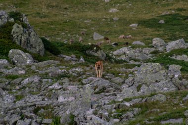 Fransız Alplerinde otlakta çoban köpeği sürüsünü kontrol ediyor.