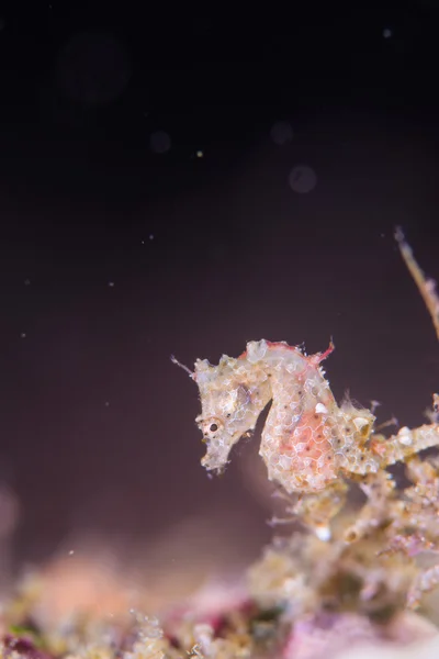 Japanese pygmy seahorse — Stock Photo, Image
