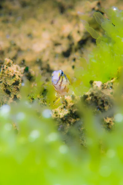 Elegant blenny live in seagrass — Stok fotoğraf