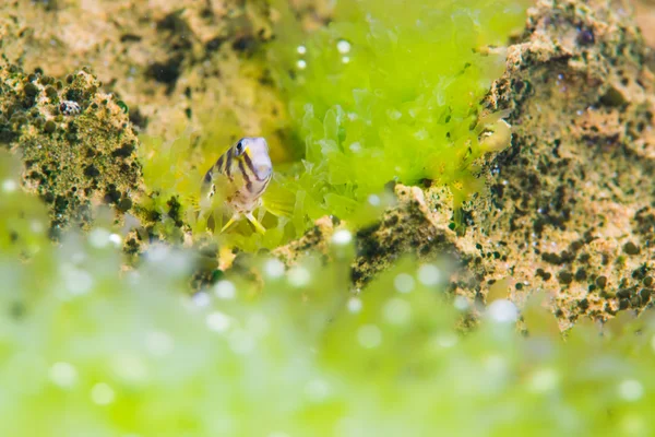 Eleganckie blenny na żywo w trawa morska — Zdjęcie stockowe