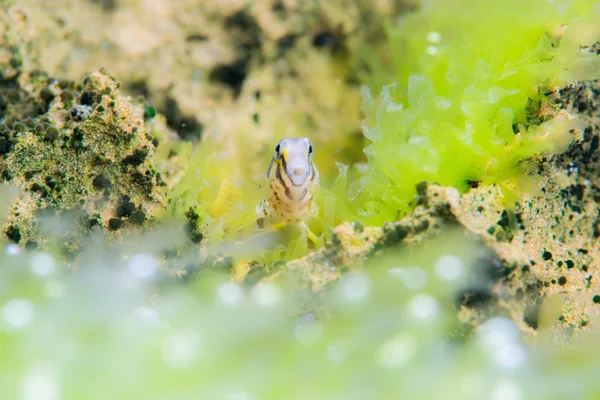 Elegante blenny vivir en pastos marinos — Foto de Stock