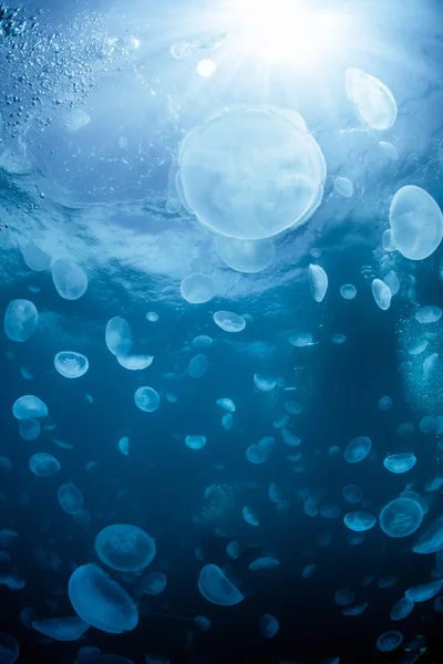 Escuela de medusas — Foto de Stock