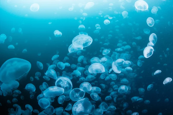 Escuela de medusas — Foto de Stock