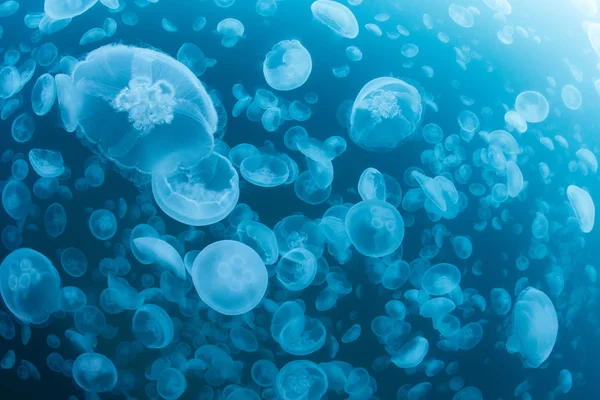 Escuela de medusas — Foto de Stock