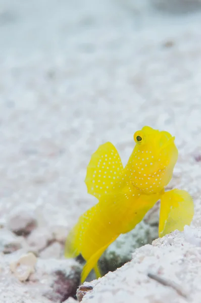 黄色 shirmpgoby 住在 Miyakojima 岛 — 图库照片