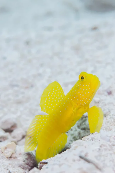 Żółty shirmpgoby na żywo w wyspa Miyakojima — Zdjęcie stockowe