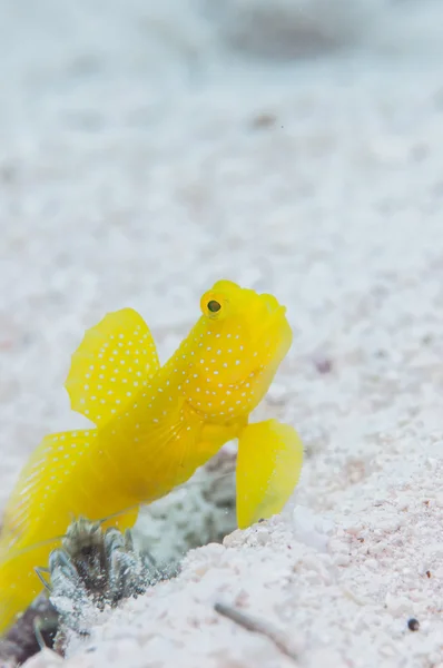 Yellow shirmpgoby live in Miyakojima island — Stock Photo, Image