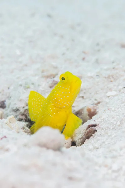 미야코 섬에 살고 있는 노란 shirmpgoby — 스톡 사진