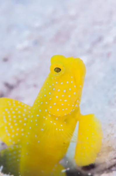 Жовтий shirmpgoby жити в Miyakojima острова — стокове фото