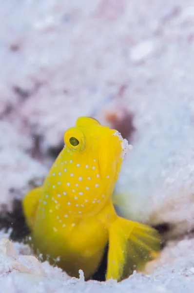 미야코지마에서 라이브 옐로우 shirmpgoby — 스톡 사진