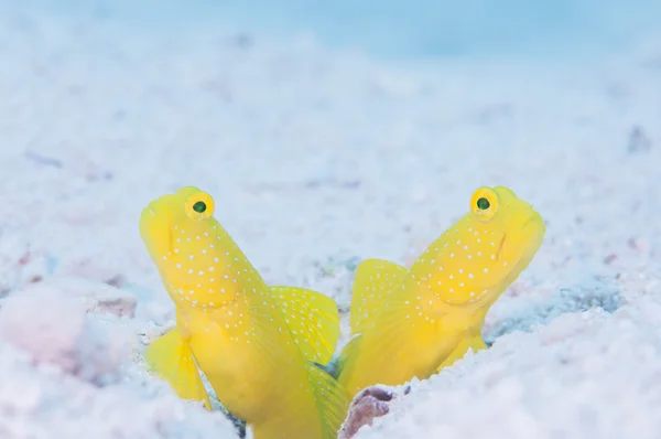 Yellow shirmpgoby live in Miyakojima — Stock Photo, Image