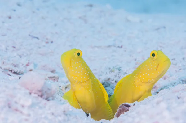 미야코지마에서 라이브 옐로우 shirmpgoby — 스톡 사진