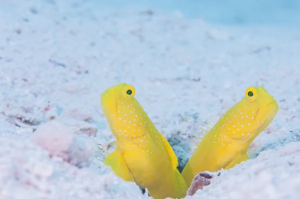 Sárga shirmpgoby Miyakojima él — Stock Fotó