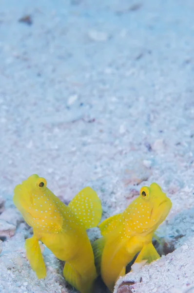 Yellow shirmpgoby live in Miyakojima — Stock Photo, Image