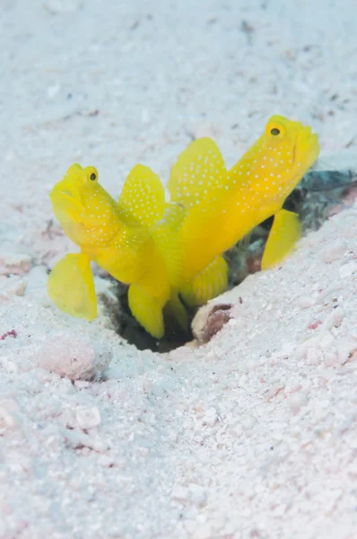 Yellow shirmpgoby live in Miyakojima — Stock Photo, Image