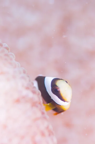 Anemonfish live in Anemone — стоковое фото