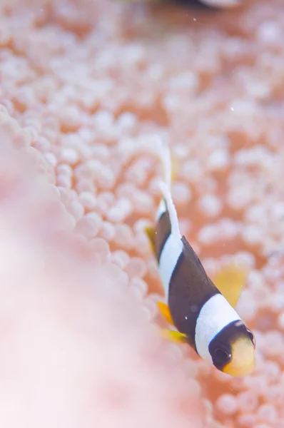 Anemonfish live in Anemone — стоковое фото