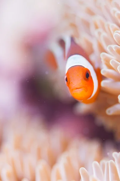 Ortak Clownfish anemone içinde canlı — Stok fotoğraf