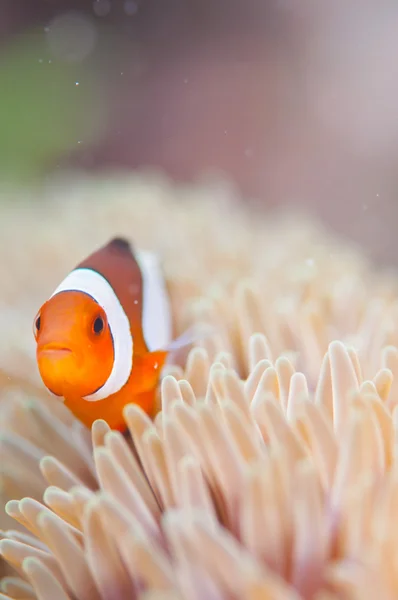 Ortak Clownfish anemone içinde canlı — Stok fotoğraf