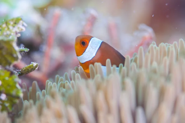 Common Clownfish hidup di anemon — Stok Foto