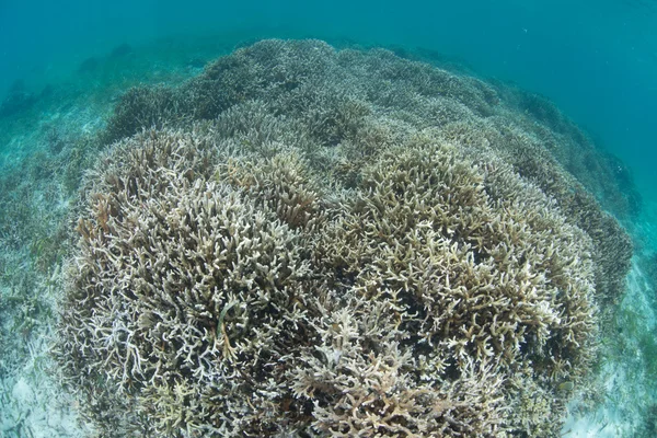 Hårda coral garden — Stockfoto